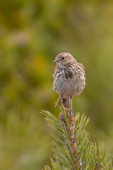 Meadow Pipit (Anthus pratensis) perched on a pine branch.. Beautiful songbird with green background in the mountains. Czech Republic