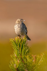 Meadow Pipit (Anthus pratensis) perched on a pine branch in morning light. Beautiful songbird with soft background in the mountains. Czech Republic