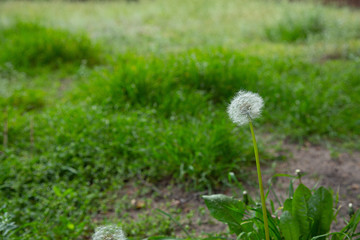 fluffy white blooming dandelion grows alone on a background of spring grass for your background or wallpaper