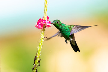 A Copper-rumped hummingbird feeding on a pink Vervain flower.