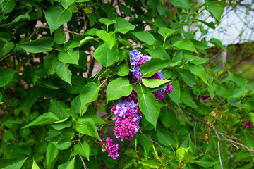 bright beautiful blooming lilac in the spring for your background or wallpaper