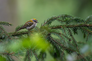 Common Firecrest (Regulus ignicapillus) sitting on a pine perch. Cute tiny songbird in the deep forest. Czech Republic