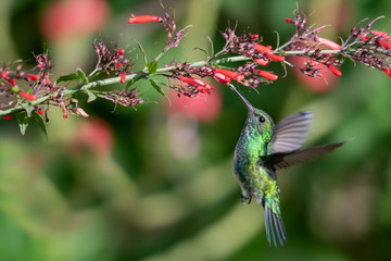 A female Blue-chinned Sapphire hummingbird feeding on the red Firecracker flowers in a tropica garden.