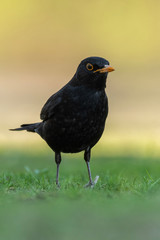 Common blackbird (Turdus merula) sitting in the grass and feeding. Nice songbird in its environment in golden evening light. Czech Republic