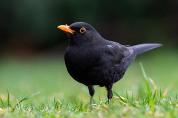 Common Blackbird (Turdus merula) sitting in grass. Black songbird in a city park. Czech Republic