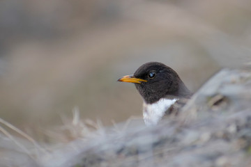 Ring Ouzel (Turdus torquatus), male sticking out it's head behind a rock. Beautiful black and white songbird in the mountains. Caucasus, Georgia