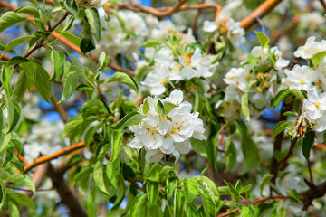 beautifully blooming spring tree with white flowers and green leaves for your background or wallpaper