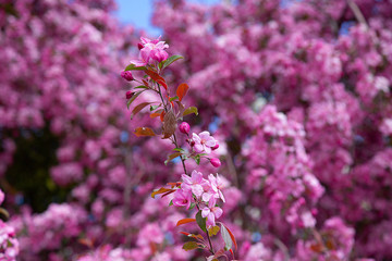 bright beautiful flowering tree in spring for your background or wallpaper