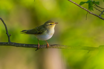 Wood warbler (Phylloscopus sibilatrix) sitting on a branch in the forest. Beautiful yellow songbird with soft green background. Czech Republic