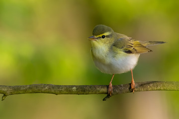 Wood warbler (Phylloscopus sibilatrix) sitting on a branch in the forest. Beautiful yellow songbird with soft green background. Czech Republic