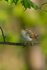 Wood warbler (Phylloscopus sibilatrix) sitting on a branch in the forest. Beautiful yellow songbird with soft green background. Czech Republic