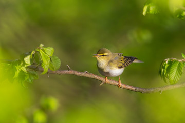 Wood warbler (Phylloscopus sibilatrix) sitting on a branch in the forest. Beautiful yellow songbird with soft green background. Czech Republic