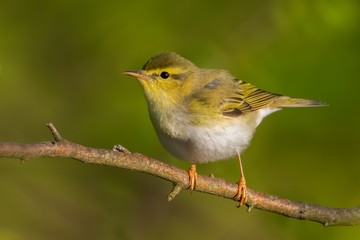 Wood warbler (Phylloscopus sibilatrix) sitting on a branch in the forest. Beautiful yellow songbird with soft green background. Czech Republic