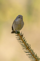 Common Chiffchaff (Phylloscopus collybita) sitting on a pine branch. Cute songbird in the forest with soft green background. Portrait of a wild bird in its habitat. Czech Republic