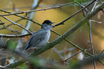 Blackcap (Sylvia atricapilla) singing in a bush. Beautiful songbird in the forest. Wildlife scene from nature. Czech Republic
