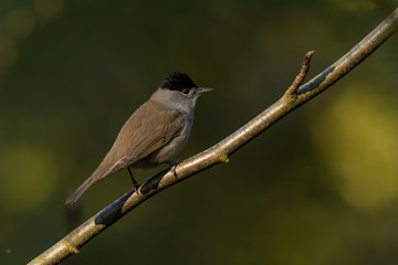 Blackcap (Sylvia atricapilla) singing in a bush. Beautiful songbird in the forest. Wildlife scene from nature. Czech Republic