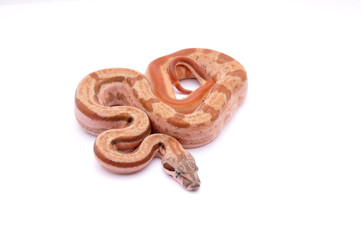 Boa constrictor imperator hypo motley