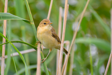 Reed Warbler (Acrocephalus arundinaceus) sitting a reed. Small warbler on a beautiful lake with grey background. Czrech Republic