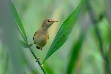 Reed Warbler (Acrocephalus arundinaceus) sitting a reed. Small warbler on a beautiful lake with grey background. Czrech Republic