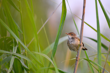 Sedge Warbler (Acrocephalus arundinaceus) sitting a reed. Small warbler on a beautiful lake with grey background. Czrech Republic