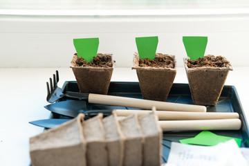three peat pots with empty label mock up. How to growing food at home on windowsill. Tools for seedlings and home gardening
