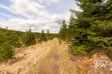 Fototapeta na wymiar Moorlandschaft mit vielen Jungbäumen im Tannermoor