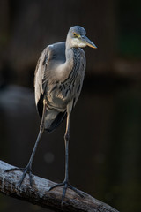 Grey heron (Ardea cinerea) portrait in the evening light.Detailed portrait of a beautiful grey heron in goledn light with soft green background. Wildlife scene from nature. Czech Republic