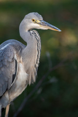 Grey heron (Ardea cinerea) portrait in the evening light.Detailed portrait of a beautiful grey heron in goledn light with soft green background. Wildlife scene from nature. Czech Republic