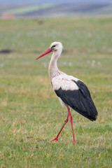 White Stork (Ciconia ciconia) walking in the plains and hunting. Beautiful bird in green environment. Wildlife scene from nature. Georgia