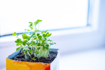 Young sprouts green plant in pot. How to growing food at home on windowsill. seedlings and home...