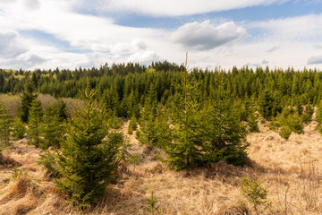 Moorlandschaft mit vielen Jungbäumen im Tannermoor