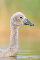 Fototapeta premium Mute Swan (Cygnus olor), portrait of a juvenile swan swimming on a beautiful lake. Cute waterbird in evening light. Czech Republic