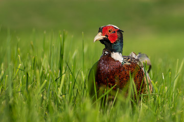 Common Pheasant (Phasianus colchicus) portrait of a male in early evening light. Colorful bird in its environment. Wildlife scene from nature. Czech Republic