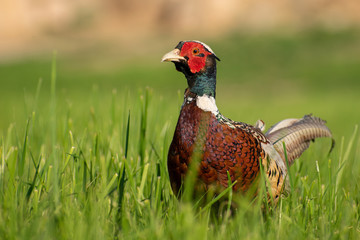 Common Pheasant (Phasianus colchicus) portrait of a male in early evening light. Colorful bird in its environment. Wildlife scene from nature. Czech Republic