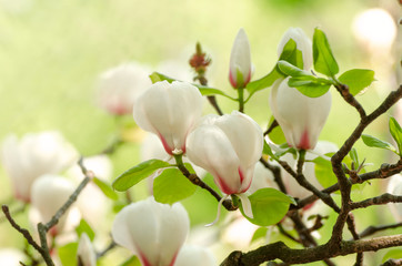 Beautiful magnolia tree blossoms in springtime. Jentle white magnolia flower against sunset light.