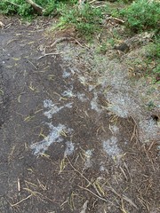 water in the forest