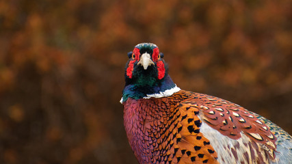 Common Pheasant (Phasianus colchicus) portrait of a male in early evening light. Colorful bird in its environment. Wildlife scene from nature. Czech Republic
