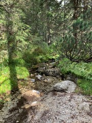 stream in the forest