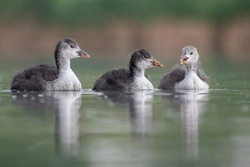 Juvenile Eurasian Coot (Fulica atra) swimming and calling for food. Cute small waterbird on a beautiful lake. Wildlife scene from nature. Czech Republic