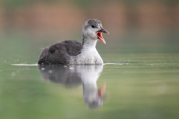 Juvenile Eurasian Coot (Fulica atra) swimming and calling for food. Cute small waterbird on a beautiful lake. Wildlife scene from nature. Czech Republic