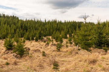 Moorlandschaft mit vielen Jungbäumen im Tannermoor