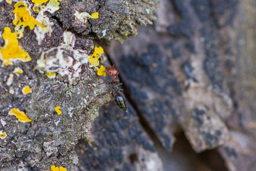 Ant