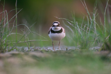 Little Ringed Plover (Charadrius dubius) walking and hunting in muddy grass. Cute little bird in late evening. Wildlife scene from nature. Czech Republic