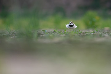 Little Ringed Plover (Charadrius dubius) walking and hunting in muddy grass. Cute little bird in late evening. Wildlife scene from nature. Czech Republic
