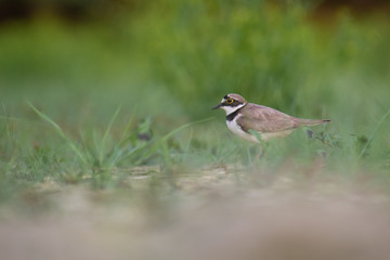 Little Ringed Plover (Charadrius dubius) walking and hunting in muddy grass. Cute little bird in late evening. Wildlife scene from nature. Czech Republic