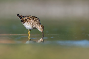Ruff (Philomachus pugnax) feeding on a muddy lake. Cute shorebird in its environment. Wildlife scene from nature. Czech Republic