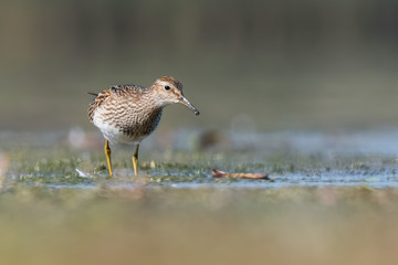 Ruff (Philomachus pugnax) feeding on a muddy lake. Cute shorebird in its environment. Wildlife scene from nature. Czech Republic