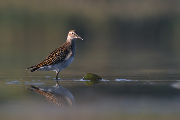 Ruff (Philomachus pugnax) feeding on a muddy lake. Cute shorebird in its environment. Wildlife scene from nature. Czech Republic