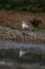Black-headed Gull (Chroicocephalus ridibundus) standing in the water in a small lake. Wildlife scene from nature. Moravia, Czech Republic