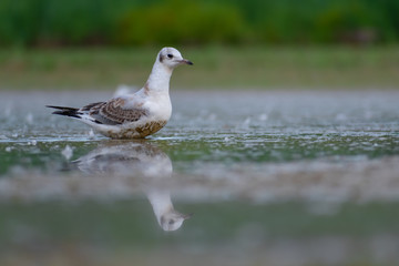 Black-headed Gull (Chroicocephalus ridibundus) standing in the water in a small lake. Wildlife scene from nature. Moravia, Czech Republic
